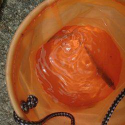 磯ノ浦でチョイ投げ。