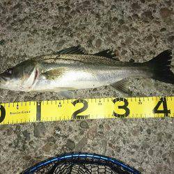 価値ある一本！