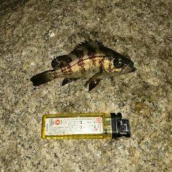 ガシラ＆メバル狙い