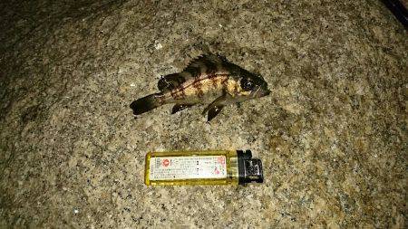 ガシラ＆メバル狙い