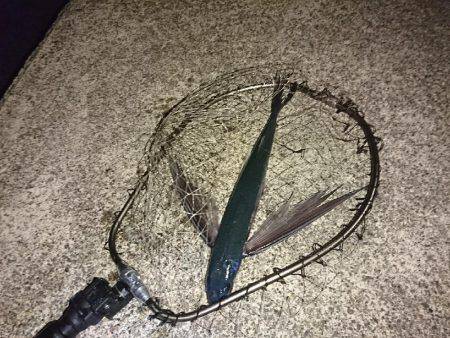 エギングのはすが、トビウオ(^^)