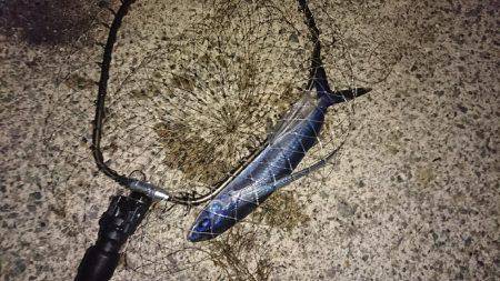 イカよりトビウオに夢中(^^)