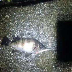 雨の日は釣れる？