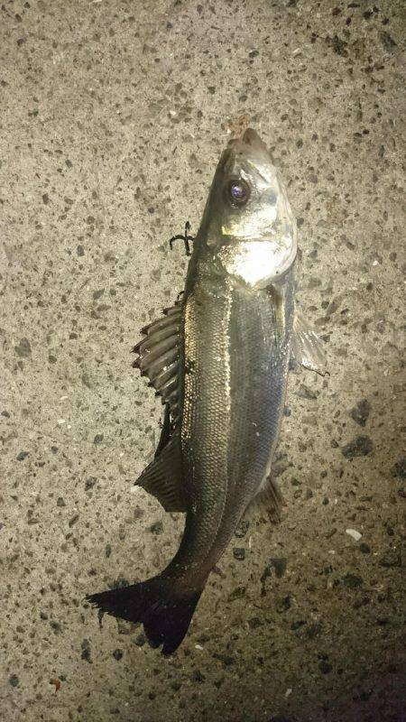 バチ抜けパターン