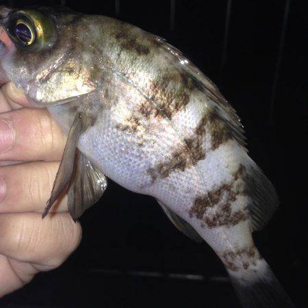 塩屋海岸でメバリング！！絶好調でした！