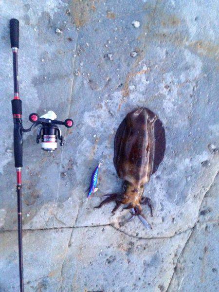 エギング遠征！