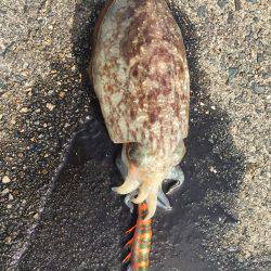 コウイカうぇーいo(^▽^)o