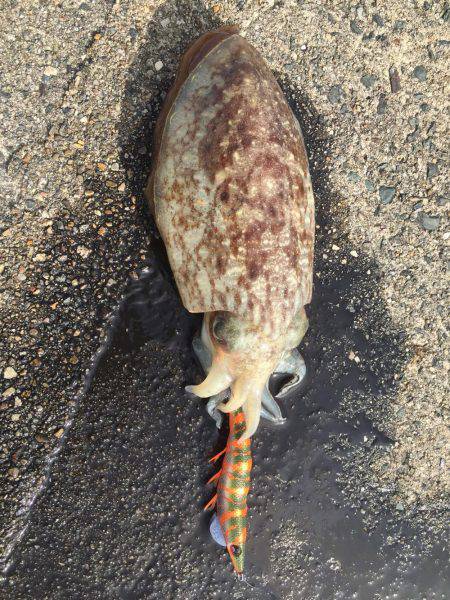 コウイカうぇーいo(^▽^)o