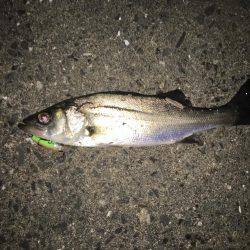 舞洲バチシー調査