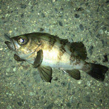 プラグにサバ！