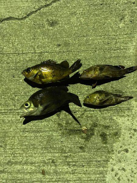 メバリング＆ガシリング