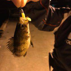 メバルの活性上がってきた。