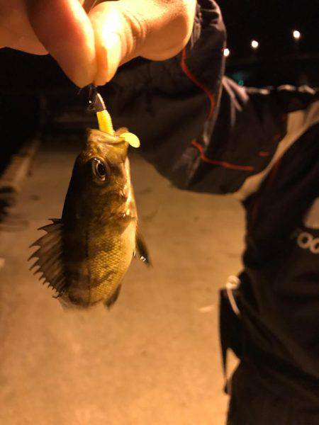 メバルの活性上がってきた。