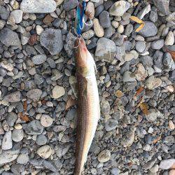 大里松原海岸 みんなどこへ行った？エソだけ？