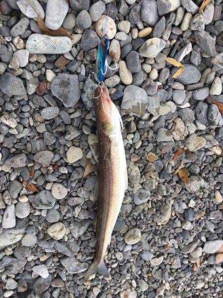 大里松原海岸 みんなどこへ行った？エソだけ？