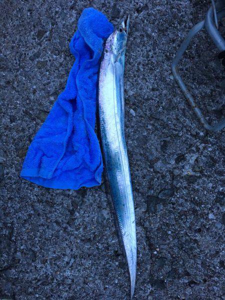 青物不発    タチ1