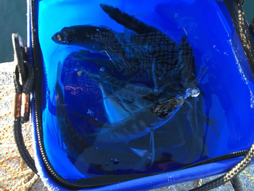 ゴールデンウィーク（GW）2018　淡路島でオススメの釣り
