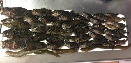 メバル(ムラソイ？)、ギンポ、クジメ？