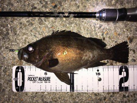 深夜のメバリング