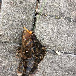 GW初日メバリング