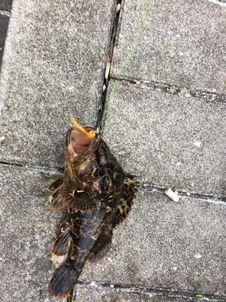 GW初日メバリング