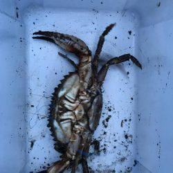 イイダコ→イシガニ