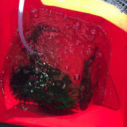 ロックフィッシュ