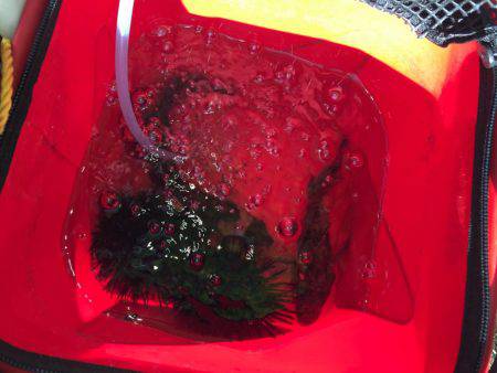 ロックフィッシュ