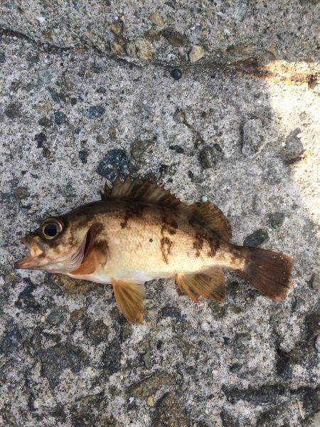 はじめてのメバル