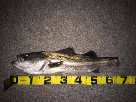 四日市シーバス 60アップ！