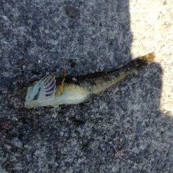 さっぱり。。。