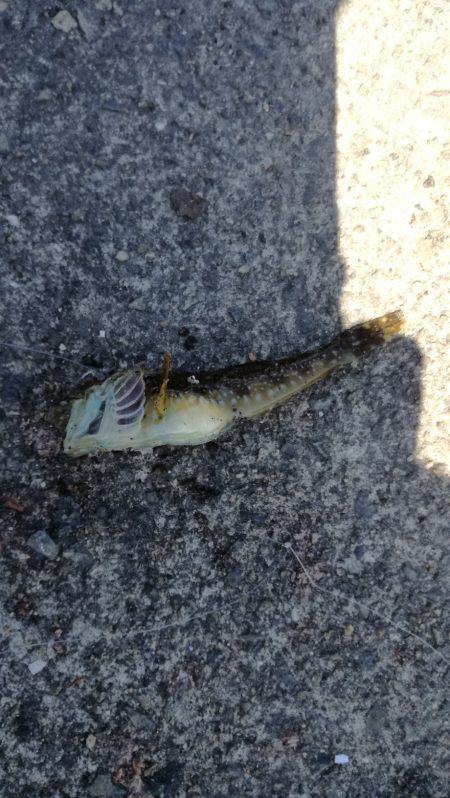 さっぱり。。。