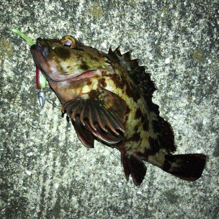 バチ抜け確認できず