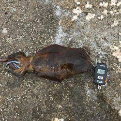 春イカ、リベンジ！