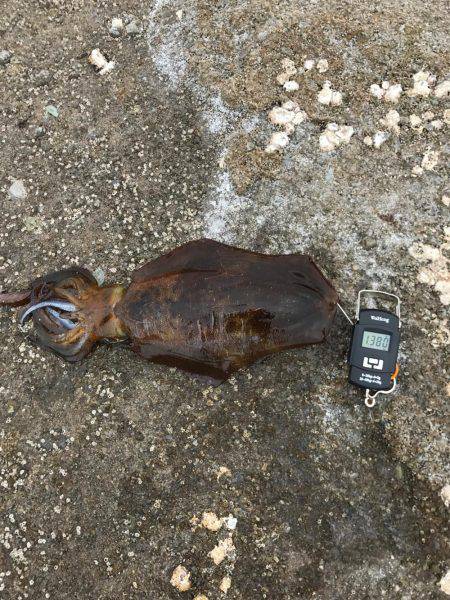 春イカ、リベンジ！