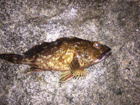 夕方からガシリング