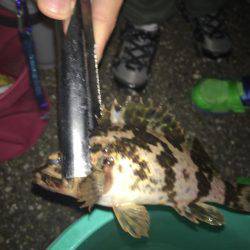 タケノコメバル