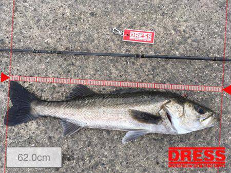 岸ジギ始まった