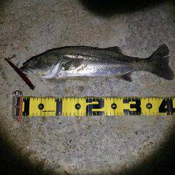 バチシー渋い。