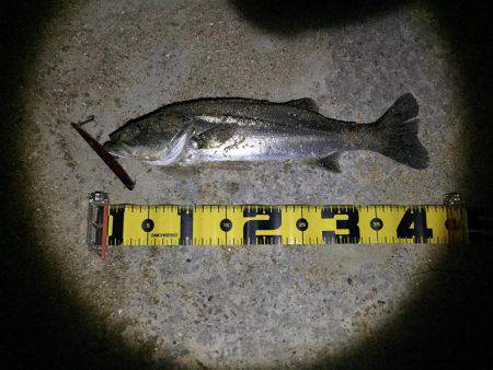 バチシー渋い。