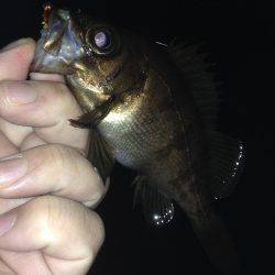 やっぱり垂水漁港のメバリング