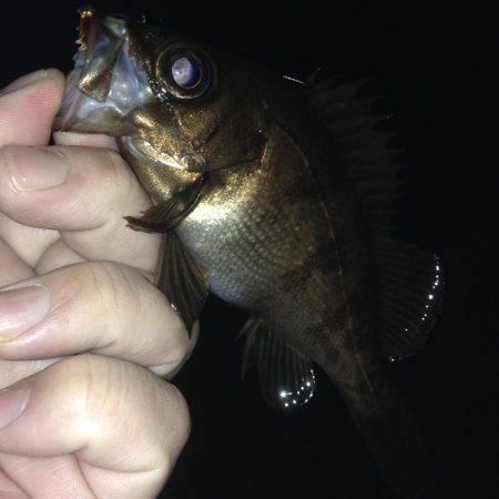 やっぱり垂水漁港のメバリング