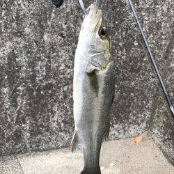 やっとのチーバス