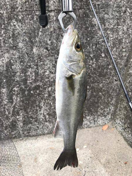 やっとのチーバス