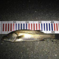 細いのに強いロッド!