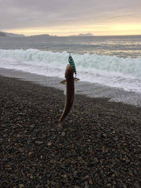 大里松原海岸 連日時化ているけど、エソだけ…