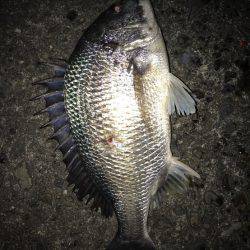 クロダイ50センチ！