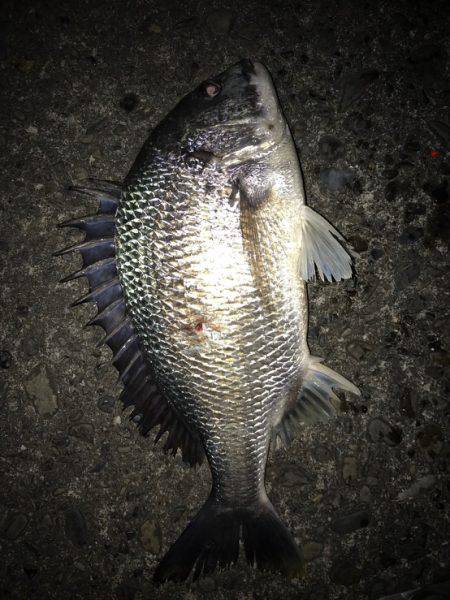 クロダイ50センチ！