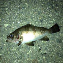 メバリング好調です