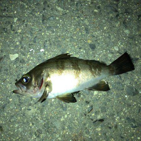 メバリング好調です